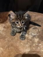 Maine coon kittens 3 lady’s en 3 gentlemen, Dieren en Toebehoren, Meerdere dieren, Gechipt, 0 tot 2 jaar