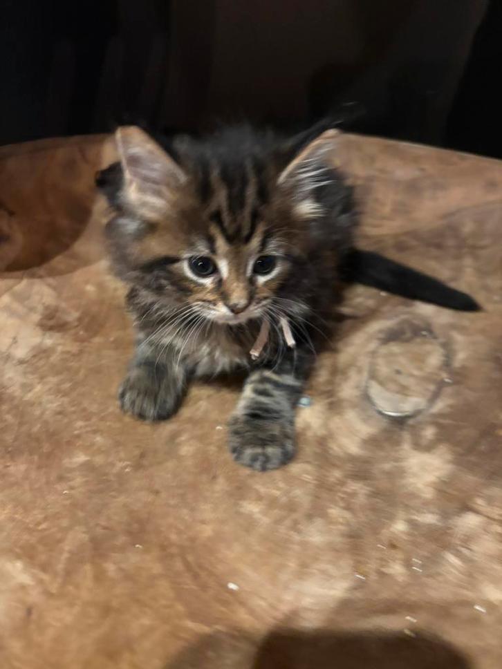 Maine coon kittens 3 lady’s en 3 gentlemen, Dieren en Toebehoren, Katten en Kittens | Raskatten | Langhaar, Meerdere dieren, 0 tot 2 jaar