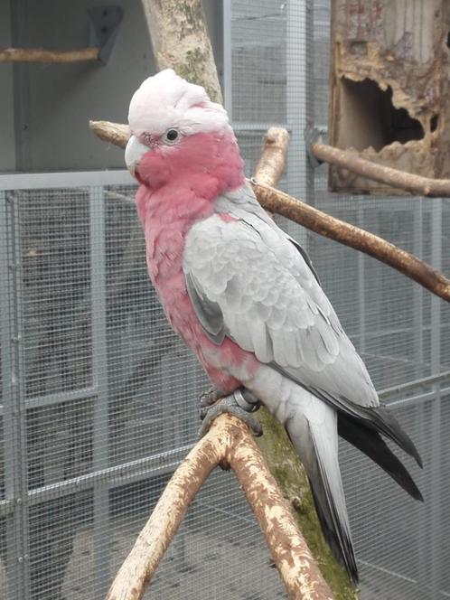 Man Rosè kaketoe split-lutino vroeg 2024., Dieren en Toebehoren, Vogels | Parkieten en Papegaaien, Papegaai, Mannelijk, Geringd
