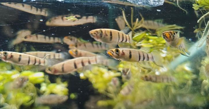 Hobbyaquarium Epiplatys Dageti / dwarsbandsnoekje, Dieren en Toebehoren, Vissen | Aquariumvissen, Zoetwatervis, Vis, Schoolvis
