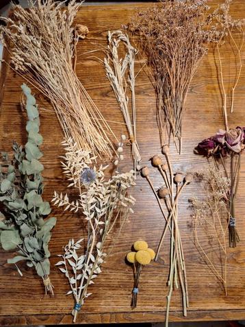 Droogbloemen allerlei soorten beschikbaar voor biedingen