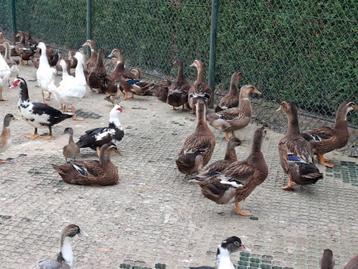 Eenden rouaan loopeend barberie , kwakers, carolina, ganzen disponible aux enchères