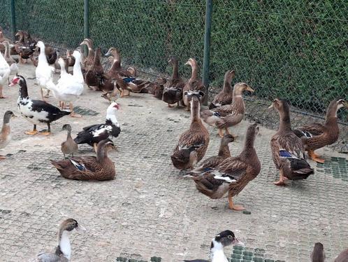 Eenden rouaan loopeend barberie , kwakers, carolina, ganzen, Dieren en Toebehoren, Pluimvee, Eend, Meerdere dieren