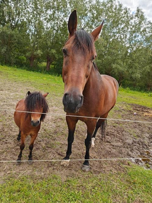 Weidemaatje, Dieren en Toebehoren, Paarden, Ruin, Zadelmak, 165 tot 170 cm, 11 jaar of ouder, Recreatiepaard, Gechipt, Ontwormd