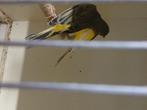 Mooie raza espangnol, Dieren en Toebehoren, Vogels | Kanaries, Meerdere dieren, Postuurkanarie