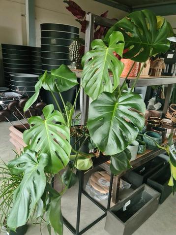 Kamerplant - Monstera  beschikbaar voor biedingen