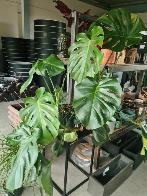 Kamerplant - Monstera, Huis en Inrichting, Kamerplanten, Ophalen