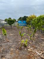 Bananenplanten, Ophalen