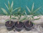 Winterharde palmbomen, Tuin en Terras, Planten | Tuinplanten, Ophalen