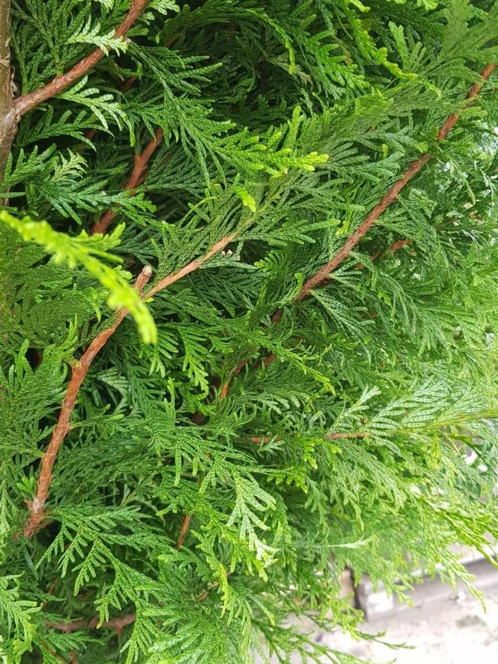 Thuja brabant, Tuin en Terras, Planten | Struiken en Hagen, Haag, Conifeer, 100 tot 250 cm, Ophalen
