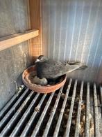 Reisduif jonge te reserveren