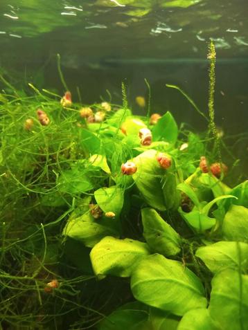 Set van 50 planorb-slakken voor 2 euro
Maximale grootte 0,5  beschikbaar voor biedingen