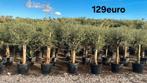 Olijfbomen olea europaea!, Tuin en Terras, Planten | Bomen, Ophalen