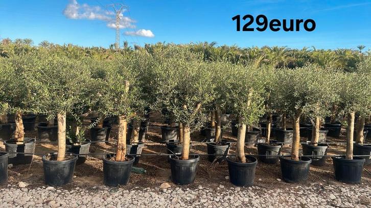 Olijfbomen olea europaea!, Tuin en Terras, Planten | Bomen, Ophalen
