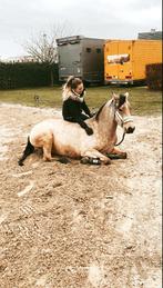 Natural horsemanship lessen, Dieren en Toebehoren