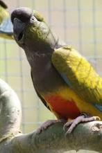 Rotsparkiet, Dieren en Toebehoren, Vogels | Parkieten en Papegaaien, Parkiet, Geringd