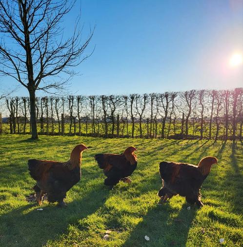 Zoekt nieuwe thuis: Brahma haan (goudpatrijs), Dieren en Toebehoren, Pluimvee, Kip, Mannelijk