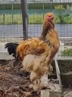 Brahma columbia buff zwart haan van 25 weken, Dieren en Toebehoren, Pluimvee, Mannelijk, Kip