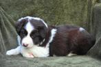 Prachtige bruin-witte Border Collie pup, Dieren en Toebehoren, Honden | Herdershonden en Veedrijvers, Parvo, België, Reu, 8 tot 15 weken