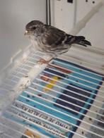 Sijs pop ivoor 2025, Dieren en Toebehoren, Vogels | Overige Vogels, Vrouwelijk, Wildzangvogel, Geringd