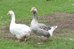 wij vangen alle soorten pluimvee op, Dieren en Toebehoren, Pluimvee, Mannelijk