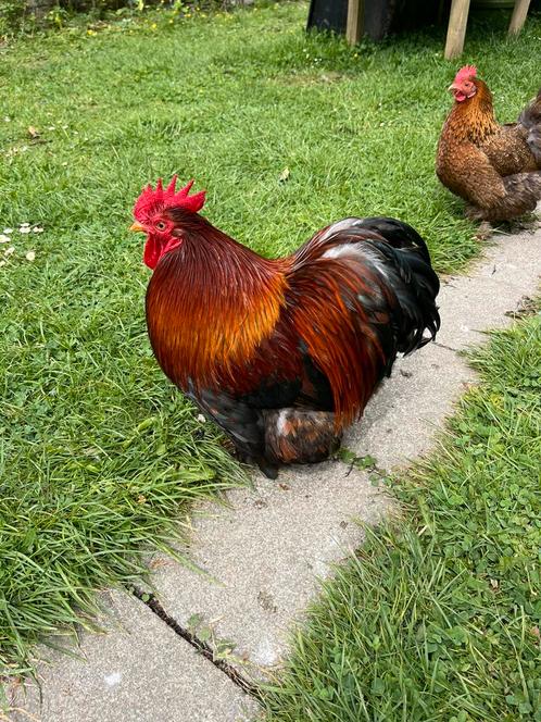 Haan met 2 hennetjes te koop, Dieren en Toebehoren, Pluimvee, Kip, Mannelijk