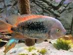 Vieja cichlide, Dieren en Toebehoren, Vissen | Aquariumvissen, Zoetwatervis