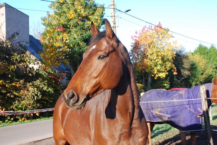 Lieve 5 jarige ruin, Dieren en Toebehoren, Paarden, Ruin, B, 160 tot 165 cm, 3 tot 6 jaar, Recreatiepaard, Met stamboom, Gechipt