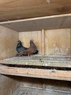 Beaux pigeons à vendre, Plusieurs animaux, Autres espèces