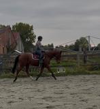 Leuke en Brave Recreatie Merrie, Dieren en Toebehoren, Paarden, Zadelmak, 3 tot 6 jaar, 160 tot 165 cm, Recreatiepaard