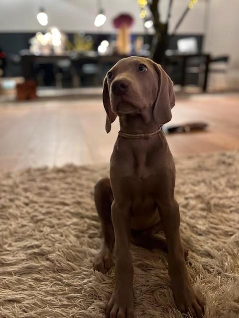 Korthaar Weimaraner Puppies met FCI stamboom, Animaux & Accessoires, Chiens | Retrievers, Épagneuls & Chiens d'eau, Plusieurs animaux