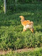Brahma haan jong, Dieren en Toebehoren, Pluimvee
