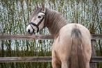 Grote PRE ruin, Dieren en Toebehoren, Paarden, Zadelmak, Gechipt, Ruin, 3 tot 6 jaar