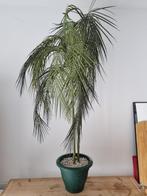 Plante deco plastique, Ophalen of Verzenden