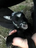 schimmel ouessant ramlam, Dieren en Toebehoren, Schapen, Geiten en Varkens