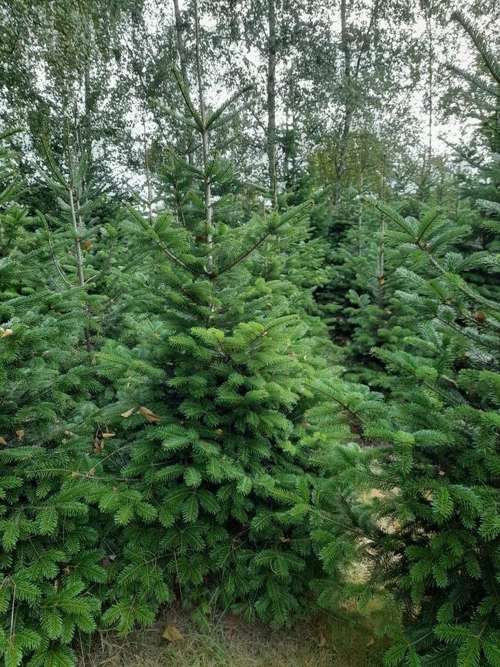 Kerstbomen (Nordman 200-250, Fraseri 250-300, Omorika (deco), Tuin en Terras, Planten | Bomen, Overige soorten, 100 tot 250 cm