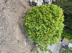 Buxus bollen - gratis af te halen, Ophalen, Buxus, Haag, 100 tot 250 cm