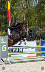 Mooi, braaf 7 jarig sportpaard te koop, Dieren en Toebehoren, Merrie