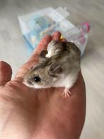 Chinese hamster man + kooi en toebehoren, Dieren en Toebehoren, Knaagdieren, Hamster, Maart, Mannelijk, Tam