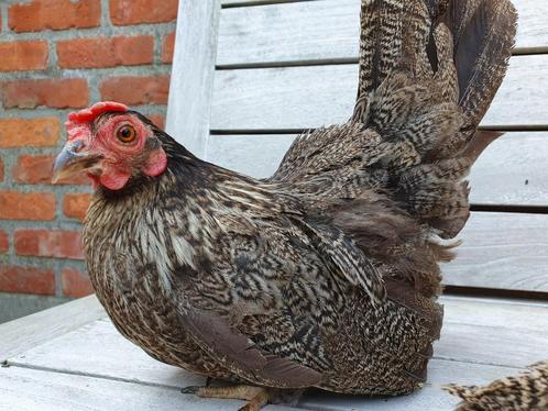 Twee hennen chabo meerzomigzilverpatrijs (€/st.), Dieren en Toebehoren, Pluimvee, Kip, Vrouwelijk