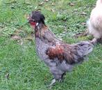 2 jonge haantjes, Dieren en Toebehoren, Mannelijk, Kip