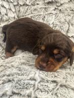 Langharige Teckel pupjes merle en choco tann, Dieren en Toebehoren, Honden | Teckels en Dashonden, België, CDV (hondenziekte)