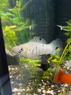 Witte molly met zwarte accenten man, Dieren en Toebehoren