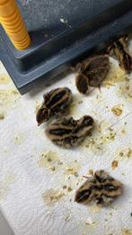 Japanse kwartel kuikens, Dieren en Toebehoren