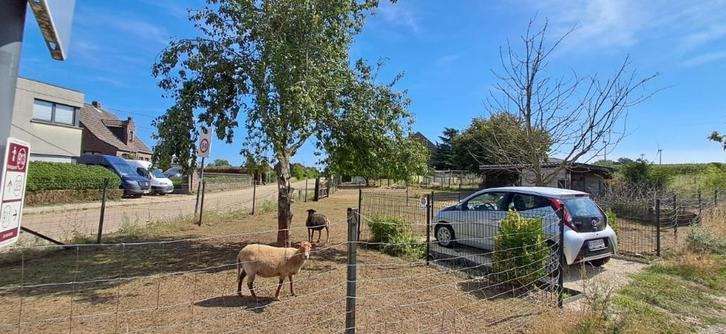 Ardense Voskop ooien schapen te koop, Dieren en Toebehoren, Schapen, Geiten en Varkens, Schaap, Vrouwelijk, 3 tot 5 jaar