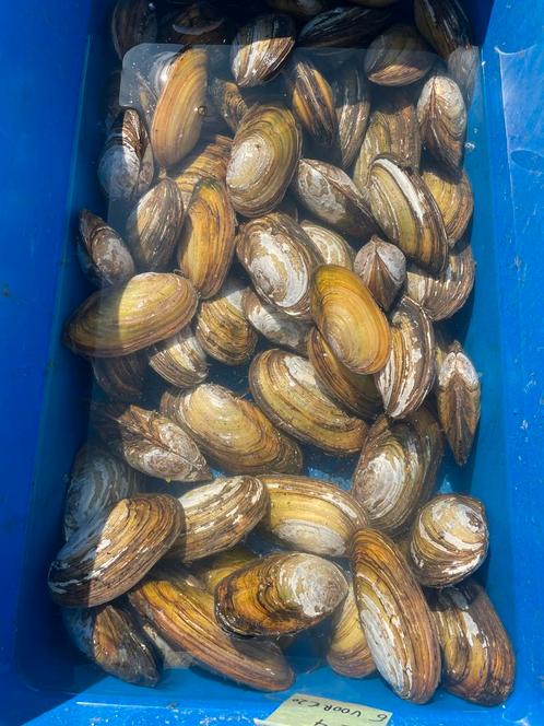 Zoetwatermosselen extra large !, Dieren en Toebehoren, Vissen | Vijvervissen