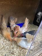 Serama kippen, Dieren en Toebehoren, Pluimvee, Meerdere dieren, Kip