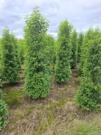 Lauriers du Portugal et autres haies à feuilles persistantes, Jardin & Terrasse, Plantes | Arbustes & Haies, Enlèvement, Laurier