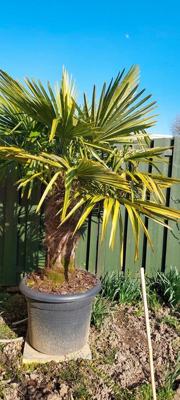 Palmboom Trachycarpus fortuinei, Enlèvement
