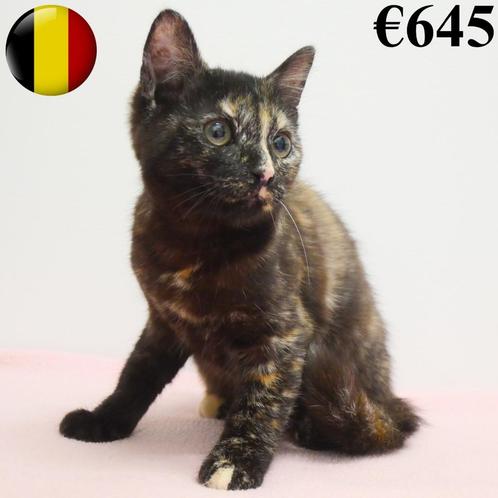 Europese Kittens (Tortie) - te koop, Dieren en Toebehoren, Katten en Kittens | Overige Katten, Kortharig, Poes, 0 tot 2 jaar